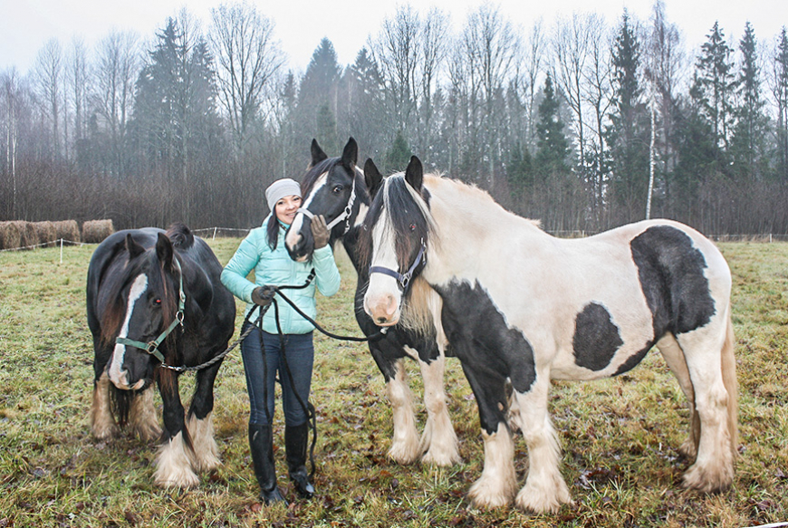 Katvaru «Priedītēs» iejūtas īru tinkeru ķēvītes