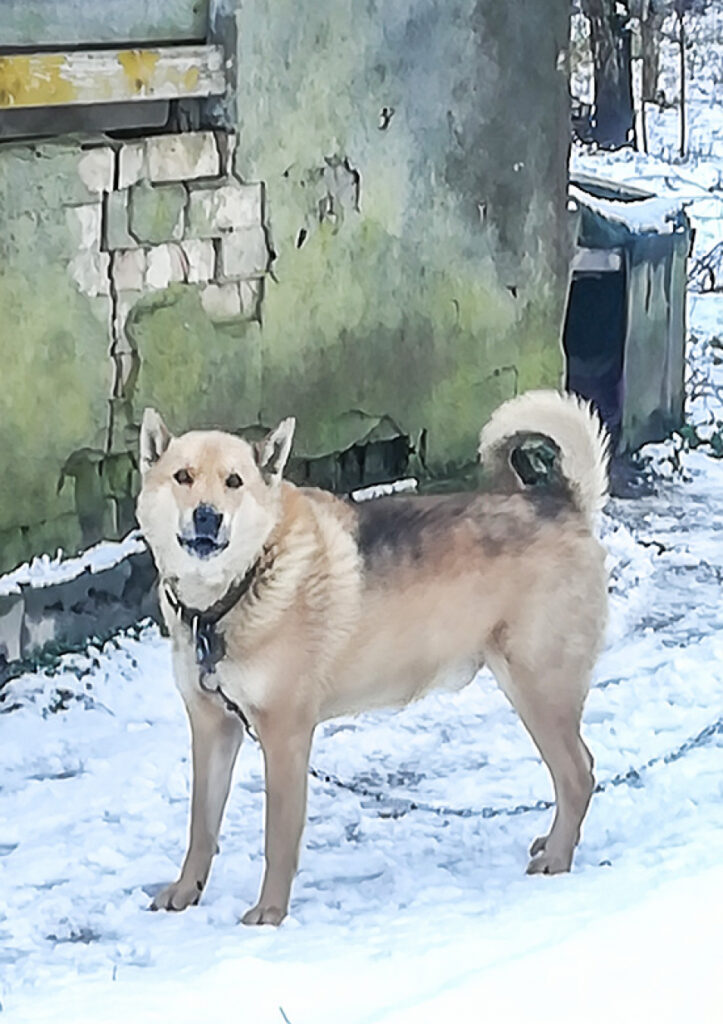 Ja Neris runātu jeb Patiess pastāsts par suņa un cilvēku dzīvi