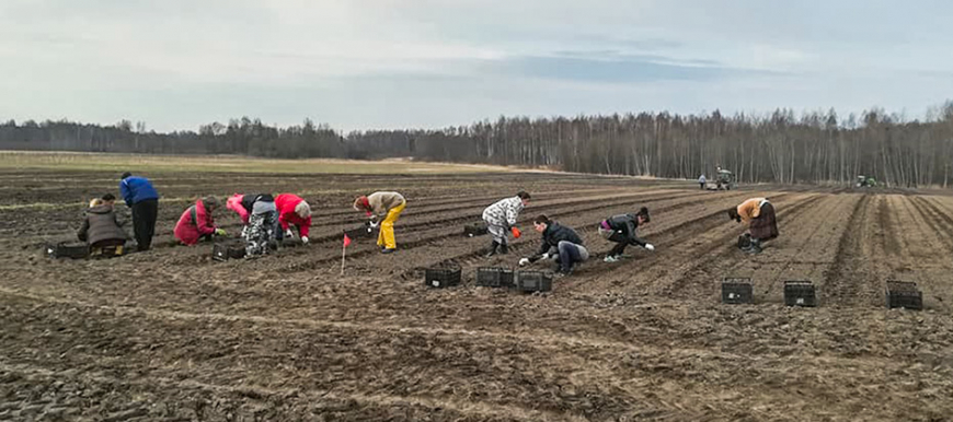 Krogzemi stādīs upeņdārzus
