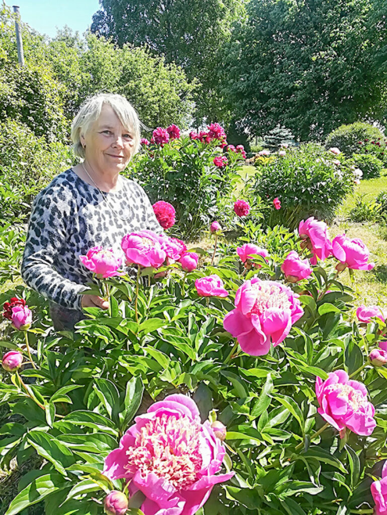 «Dīriķu» saimnieces Ingrīdas “narkotikas” – peonijas