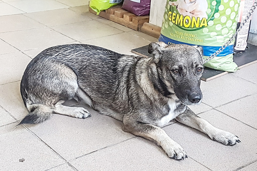 Alojā pēc mājām raud desmit minku un kucīte