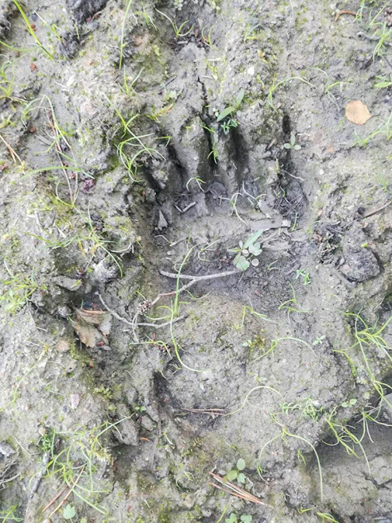 Dodoties ogot, Rozēnos manītas lāča pēdas