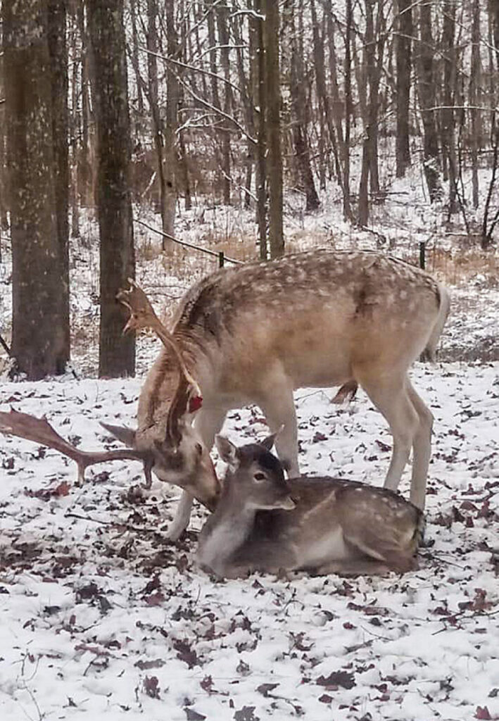Liepupes muižas parkā mājo dambrieži