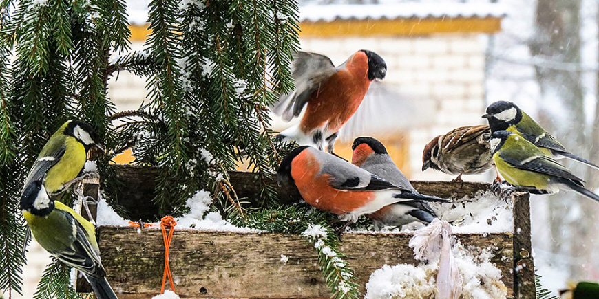 Gājputni, ērces un temperatūras rekordi “sauc” pavasari