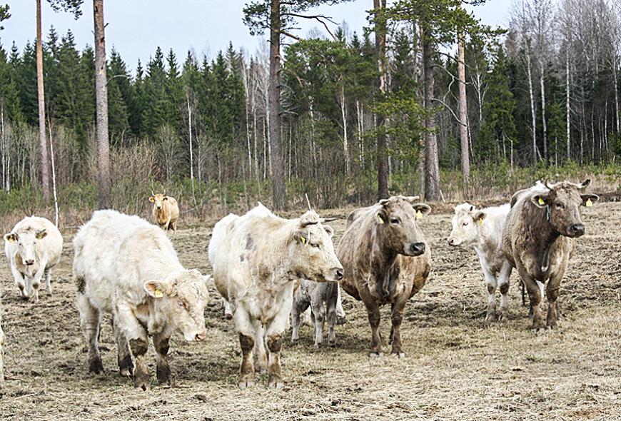 Tuvplānā – darbaspēks laukos