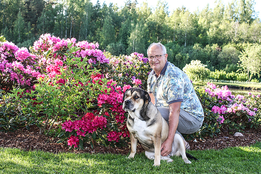 Romantiskajās «Līgotnēs» rododendri pašā pilnbriedā