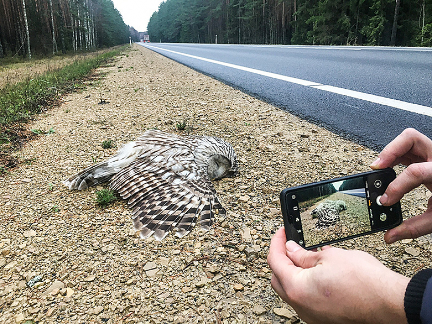 Aicina autovadītājus saudzēt urālpūces