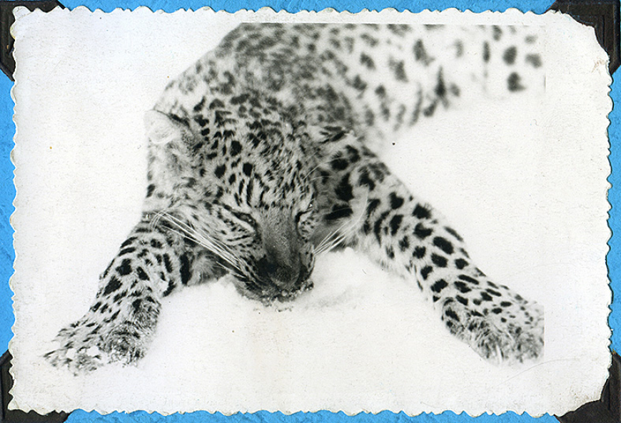 Aprit 60 gadu, kopš mūspusē nomedīts leopards