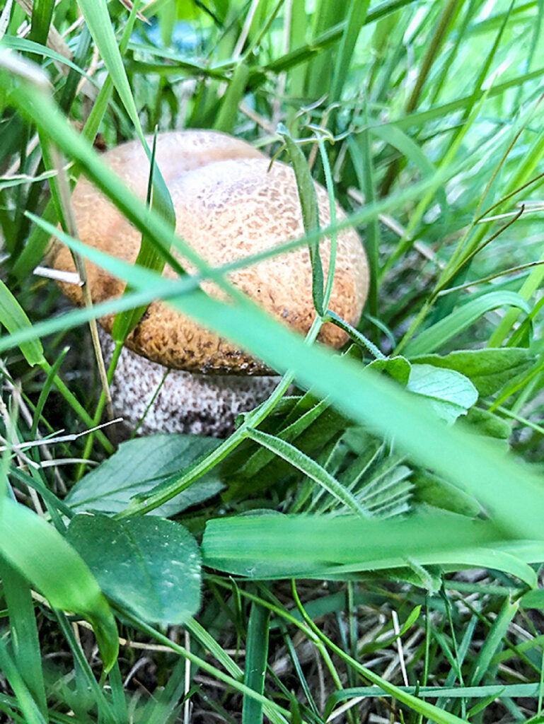 Limbažu pusē atrasta šosezon pirmā apšu beka