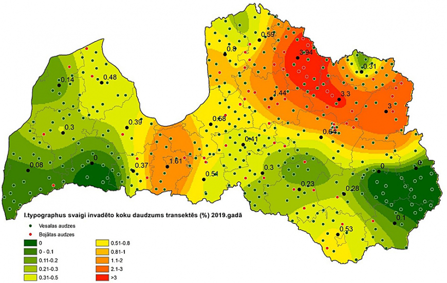 MKPC meža konsultanti specializējas egļu mizgrauža bojājumu novērtēšanā