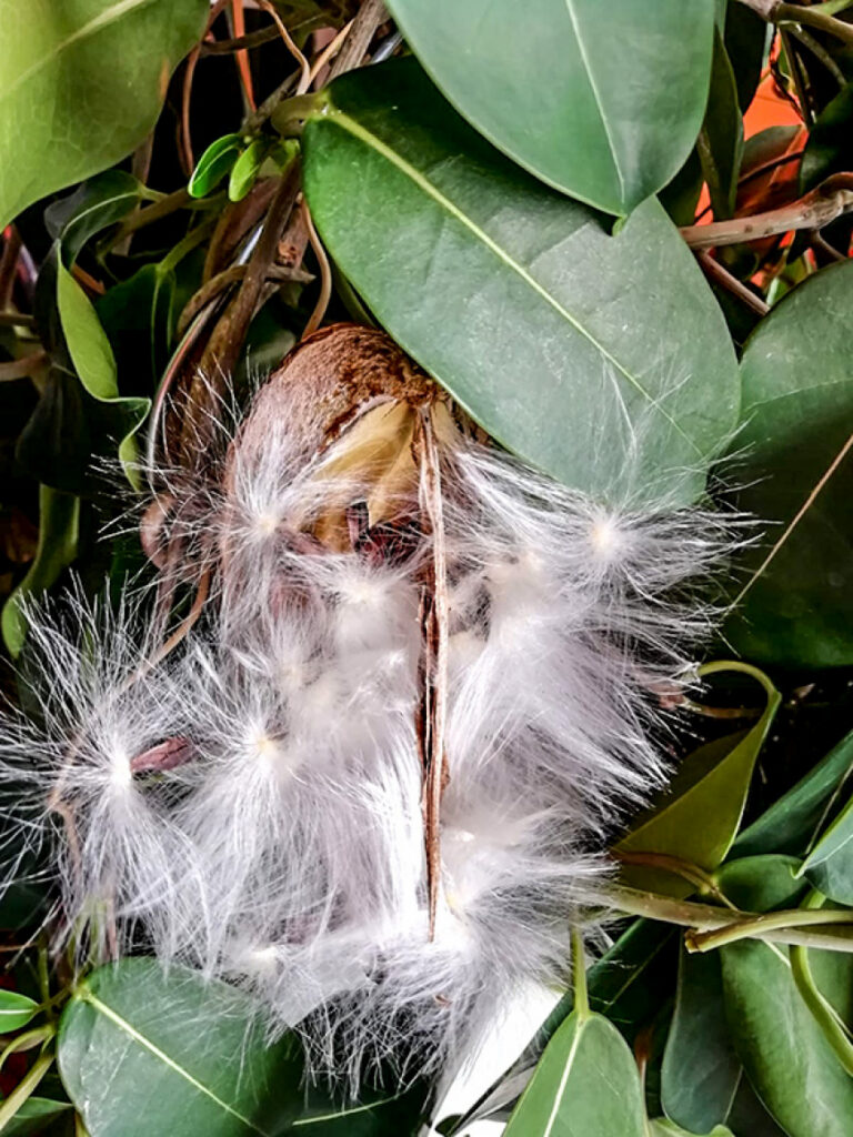 LGB pirmoreiz uzziedējis Madagaskaras jasmīns