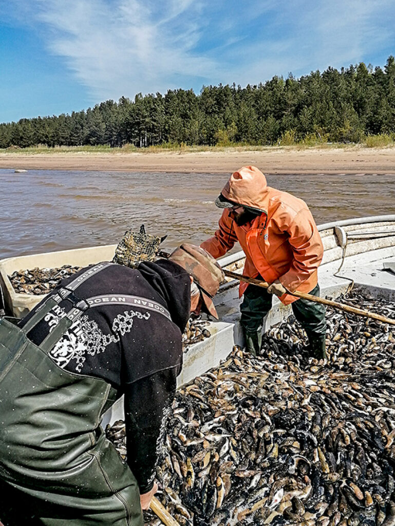 Salacgrīvas novadā īsteno trīs zivju pārstrādes projektus