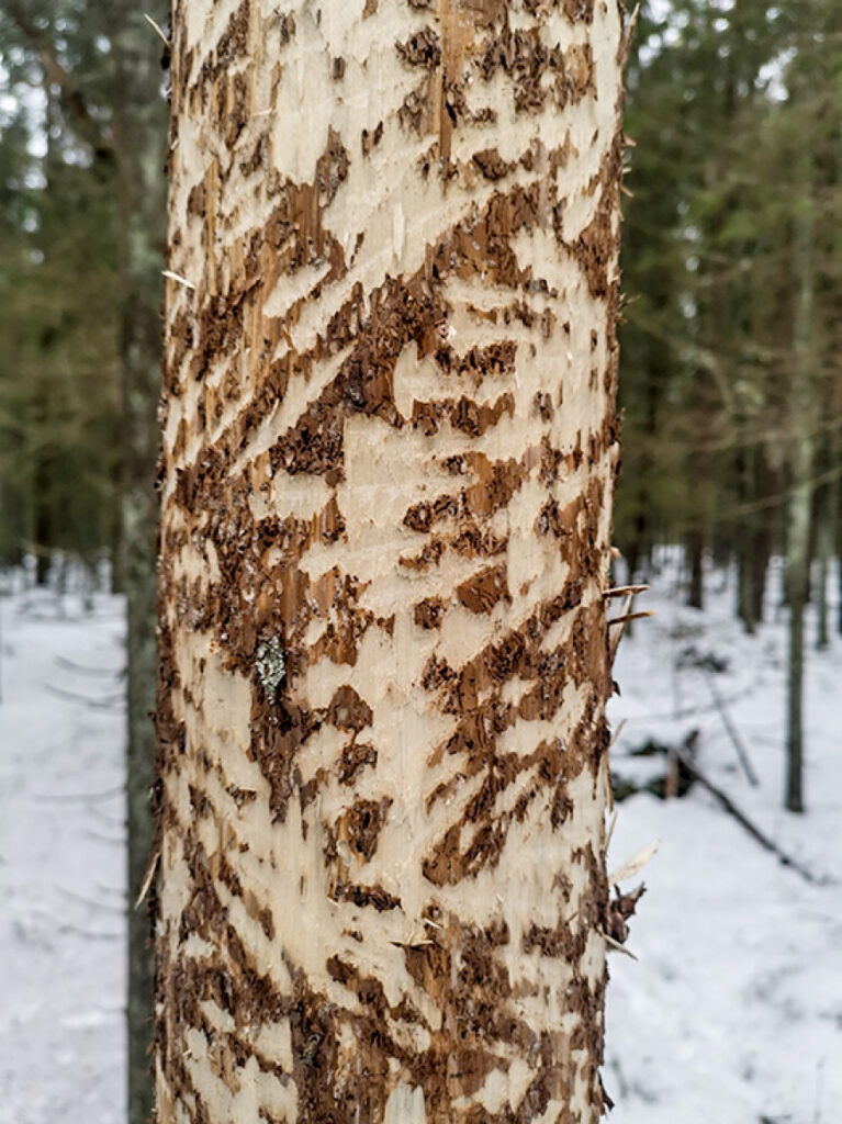 Koku Liepupes pagastā, visticamāk, “noskrāpējusi” melnā dzilna