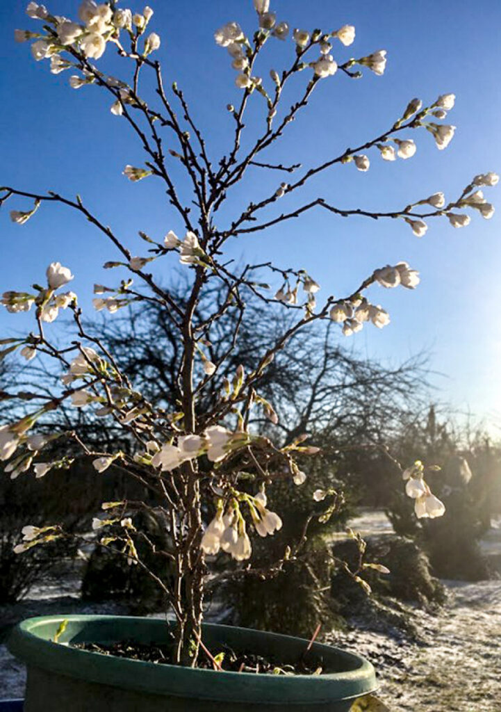 Staicelietei uzziedējusi sakura