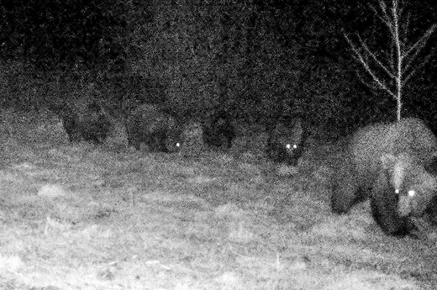 Staiceles pagastā novērota lācene ar četriem mazuļiem