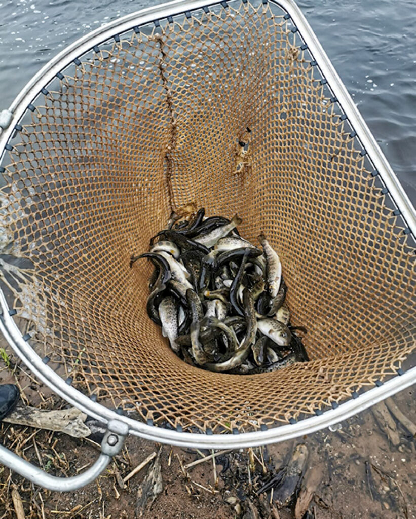 Salacā papildina taimiņu resursus