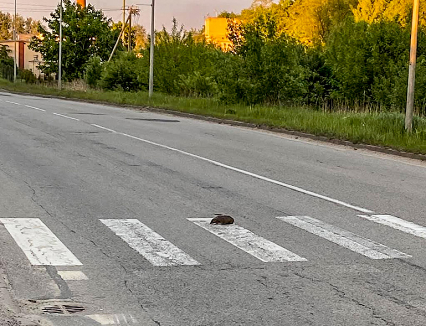 Limbažos dzīvo vismaz viens satiksmes noteikumus ievērojošs ezis