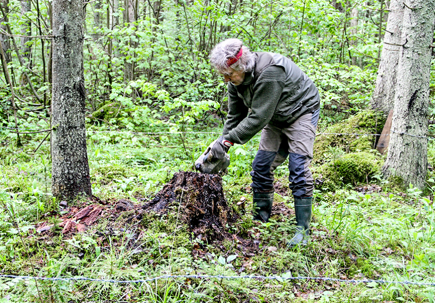 Viens no ķepaiņu monitoringa veidiem – lāču matu lamatas