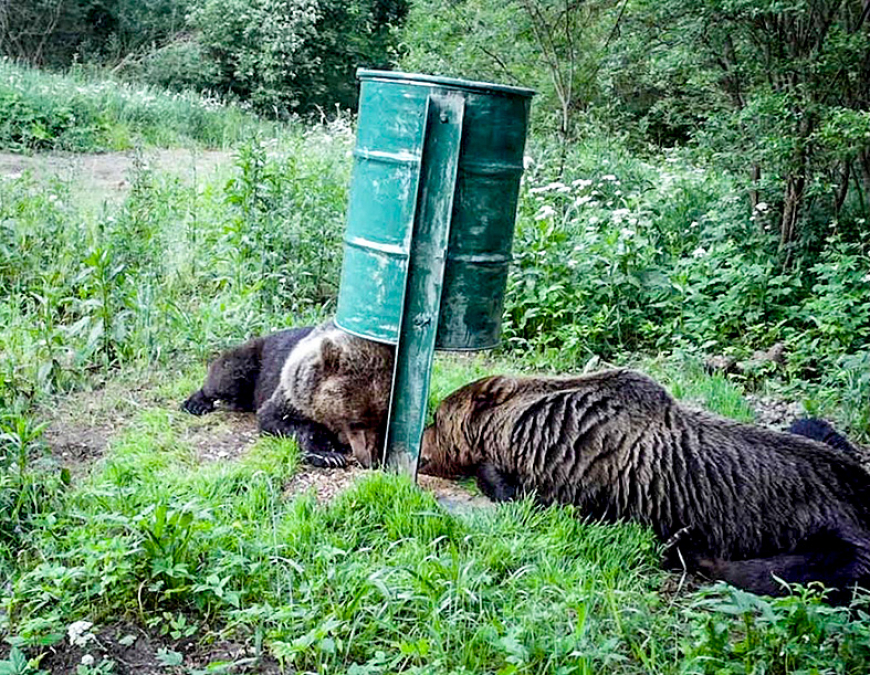 Barotavu Katvaru pagastā iecienījuši lāči