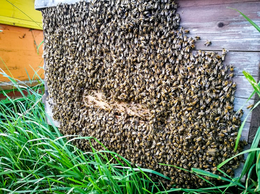 Bites ir gudras un ar karstumu lielākoties tiek galā pašas