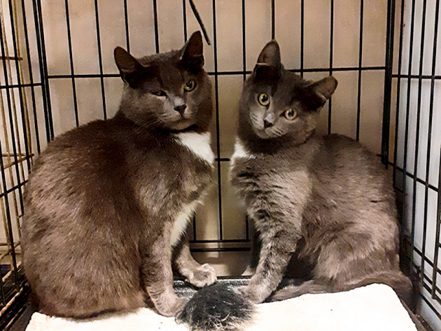 Kaķu mamma kopā ar savu mazuli meklē mājvietu