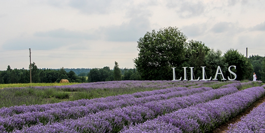 Sācies lavandu ziedēšanas laiks