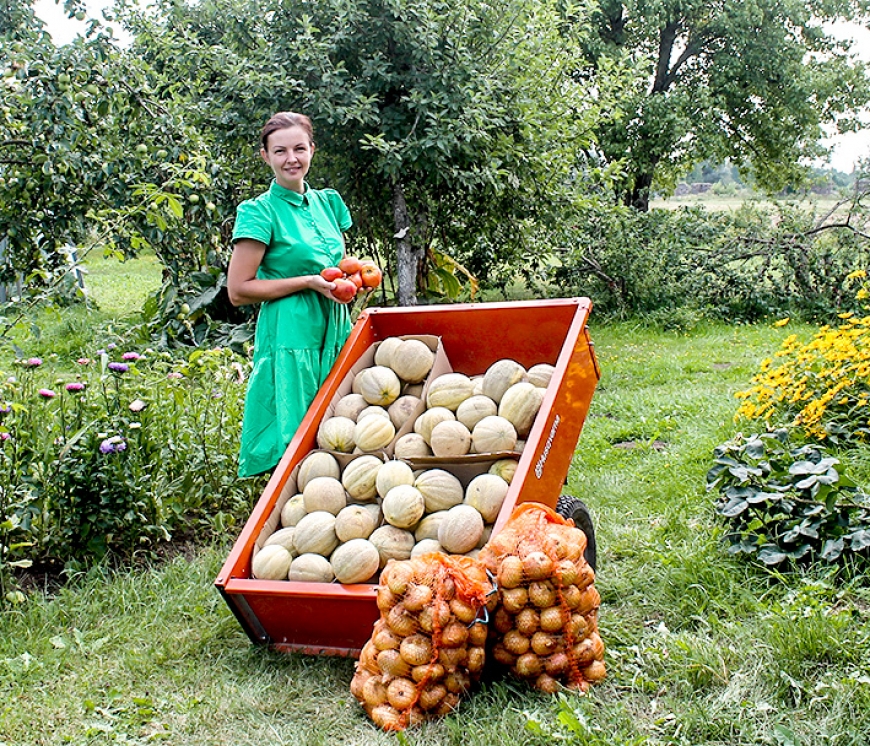 Āsterietes Gunas saldā meloņu raža