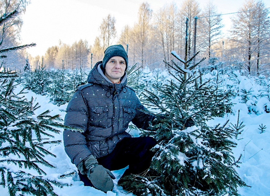 Limbažu pievārtē iekopta Ziemassvētku eglīšu plantācija