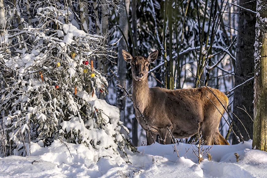 Novada fotokonkursa decembra kārta – krāšņa un sirsnīga