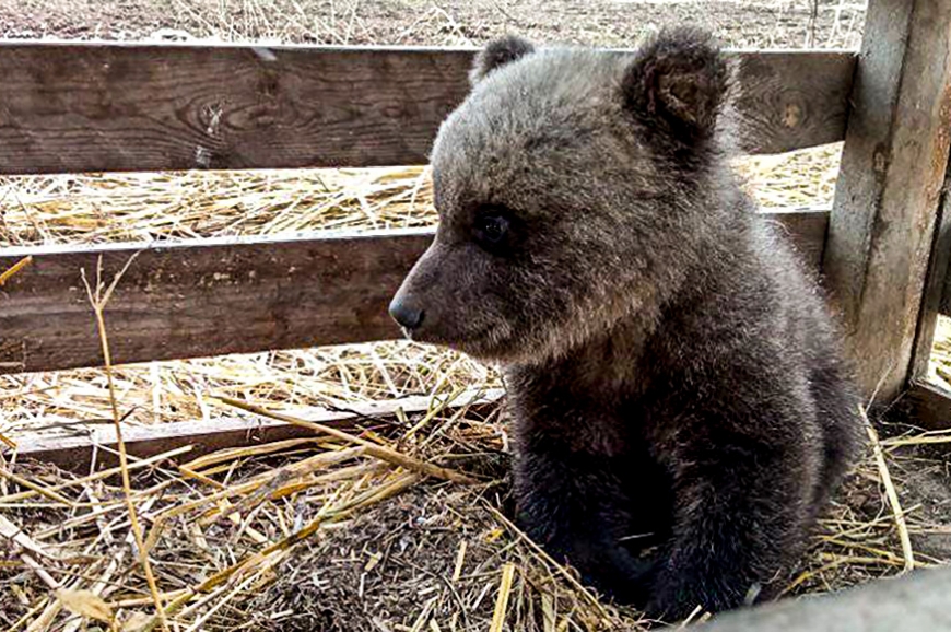 Limbažu novada lāči un lācēni kļuvuši plašāk zināmi