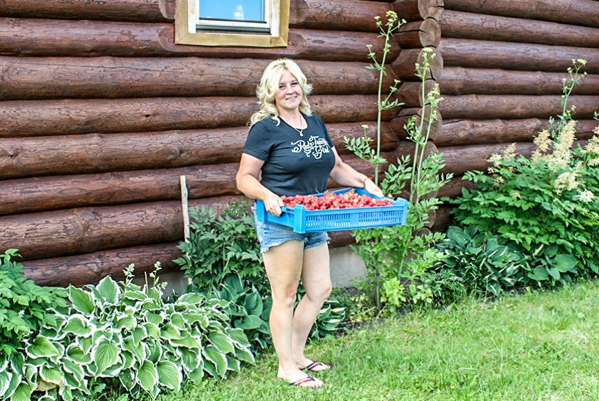 Ingunas Silas saimniecībā zemeņu laiks sācies jau jūnija vidū