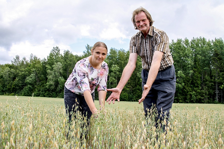 «Aloja Agro» laukos cerētā raža šogad varētu būt pat uz pusi mazāka