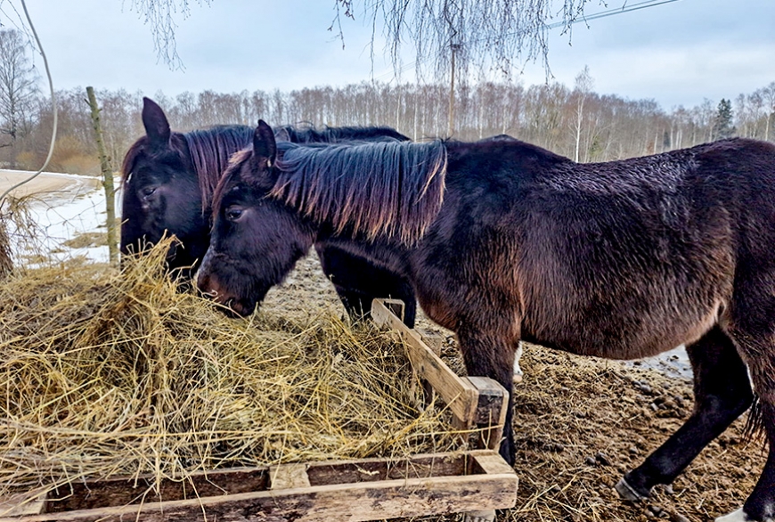 Pāles pagasta «Kuģiniekos» zirgus mīlē un baro