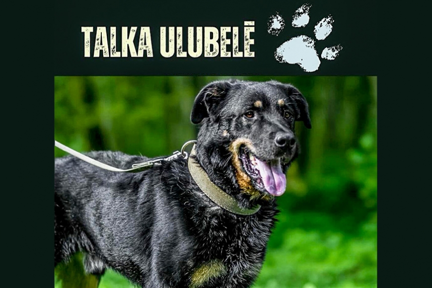Staiceliete aicina atsaukties pašas rīkotai talkai dzīvnieku patversmē «Ulubele»