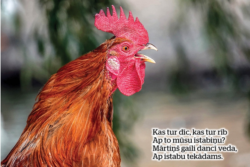 Visi saka – Mārtiņdiena!