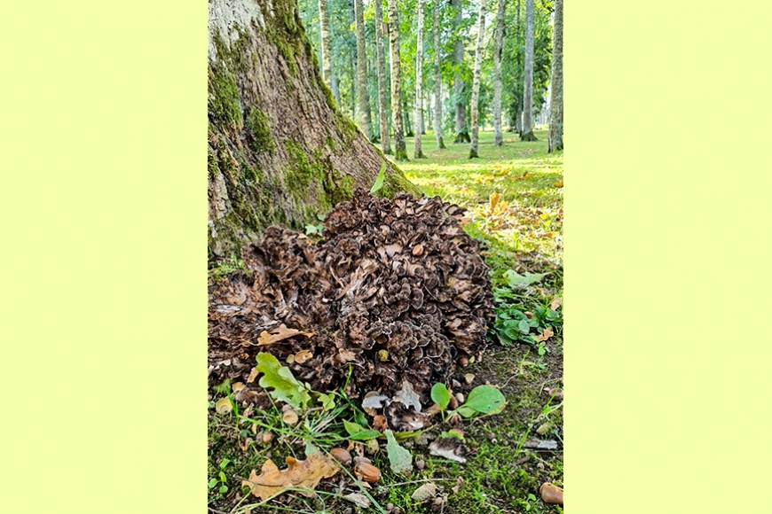Alojā pie lielā ozola īpašs rudens ciemiņš – daivainā čemurene