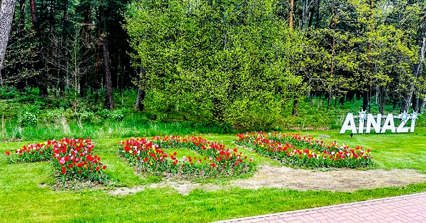 Par godu Ainažu simtgadei pilsētā uzziedējušas divas tulpju dobes