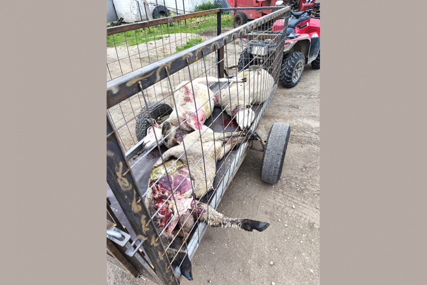 Latgale: Izvaltas zemniekam vilki posta ganāmpulku